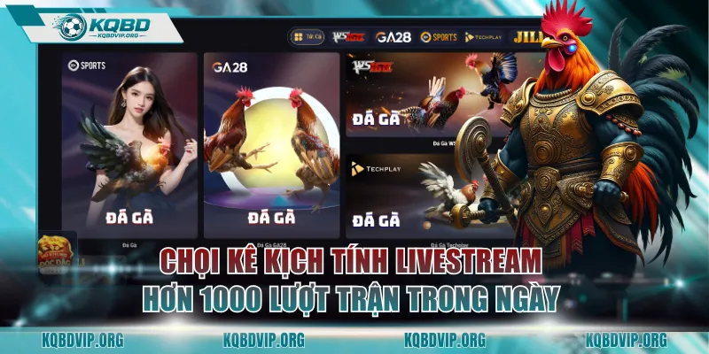 Chọi kê kịch tính livestream hơn 1000 lượt trận trong ngày